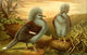Brehms Tierleben Western Crowned Pigeon Poster Print showcasing vibrant colors and intricate details.
