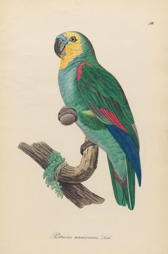 Monographie der Papergeien 1842 Poster Print showcasing exotic birds.