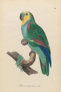 Monographie der Papergeien 1842 Poster Print showcasing exotic birds.