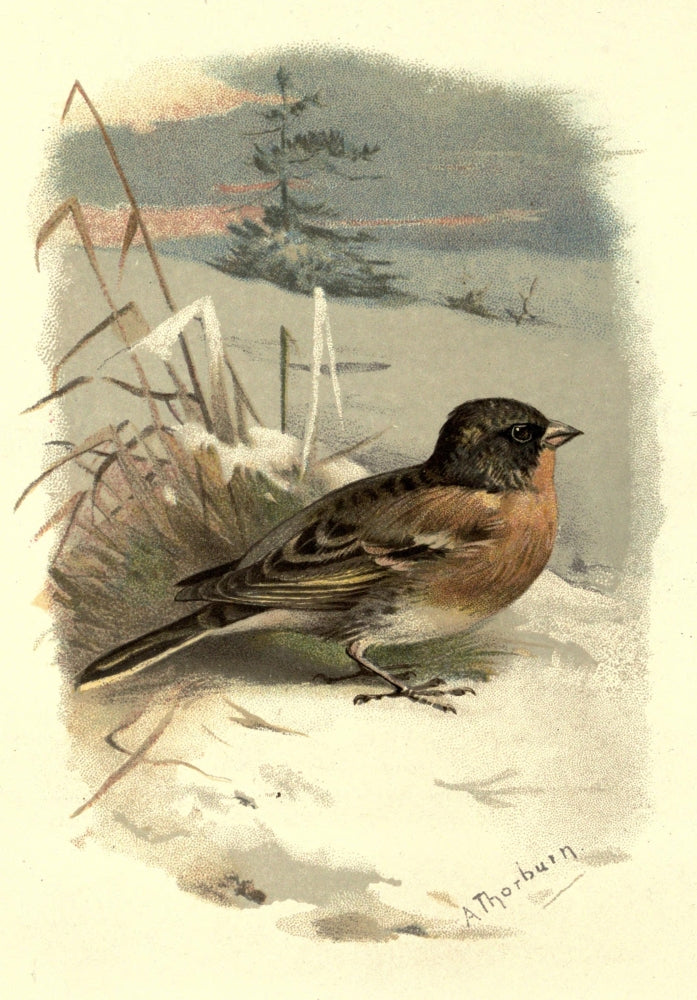Familiar Wild Birds 1883 Brambling art print by Archibald Thorburn