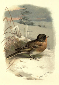 Familiar Wild Birds 1883 Brambling art print by Archibald Thorburn