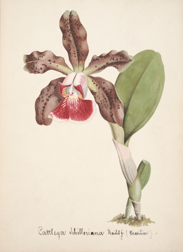 Collection d'Orchide C.1900 Cattleya Schilleriana Poster Print showcasing vibrant floral details.