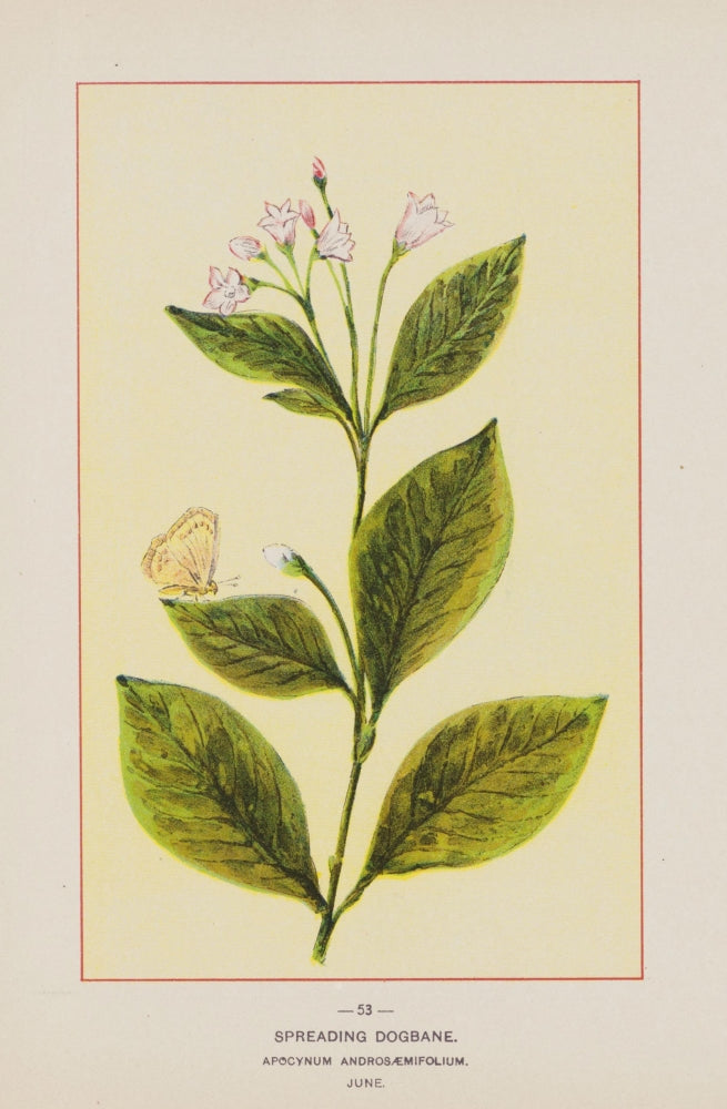 Wild Flowers of America 1894 Spreading Dogbane Poster Print showcasing vibrant colors and intricate details.