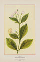 Wild Flowers of America 1894 Spreading Dogbane Poster Print showcasing vibrant colors and intricate details.