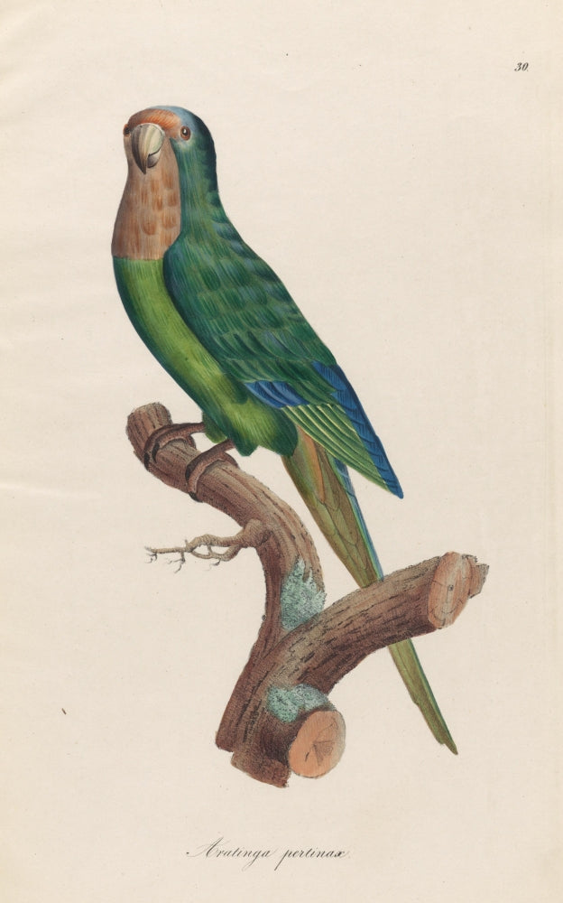 Monographie der Papergeien 1842 Poster Print showcasing intricate details.