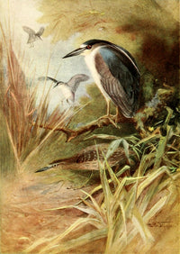 Egyptian Birds 1909 Night Heron Poster Print by Charles Whymper