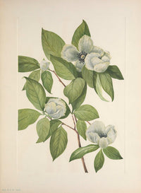 N. American Wild Flowers Poster Print by Mary V. Walcott featuring vibrant floral designs.