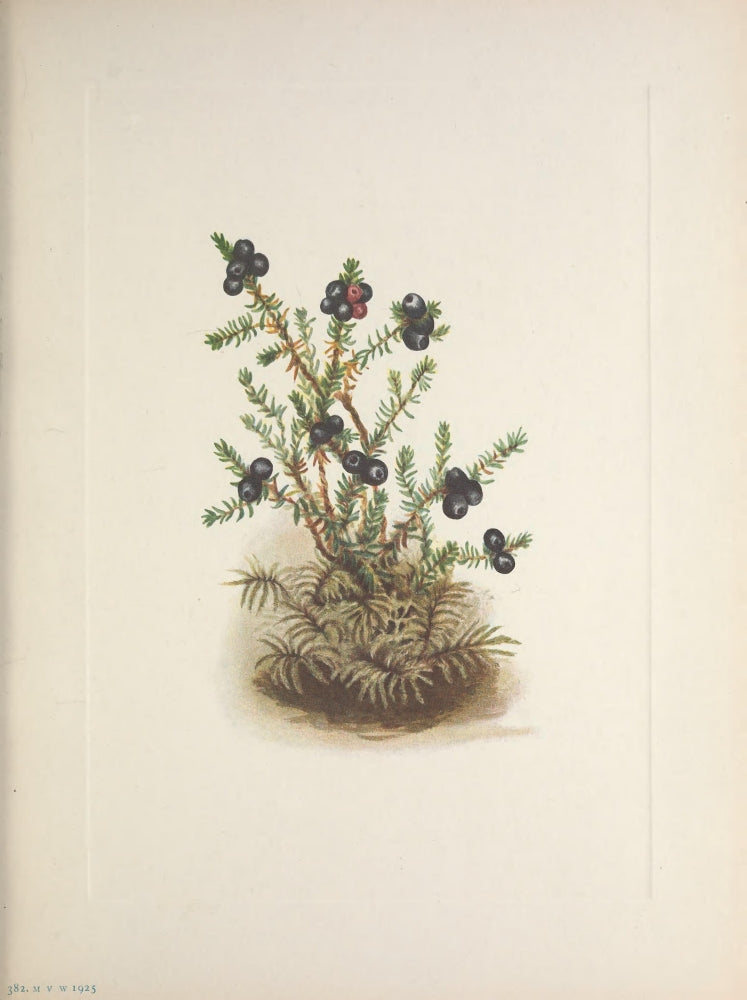 N. American Wild Flowers Crowberry Poster Print by Mary V. Walcott