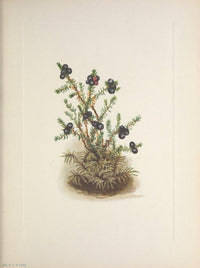 N. American Wild Flowers Crowberry Poster Print by Mary V. Walcott