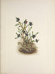 N. American Wild Flowers Crowberry Poster Print by Mary V. Walcott