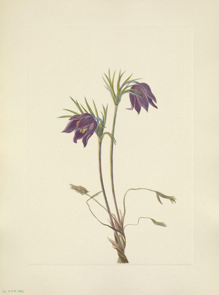 N. American Wild Flowers 1925 American Pasqueflower Poster Print by Mary V. Walcott