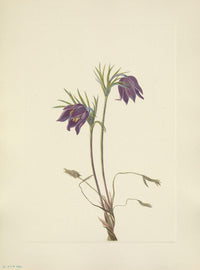 N. American Wild Flowers 1925 American Pasqueflower Poster Print by Mary V. Walcott