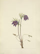 N. American Wild Flowers 1925 American Pasqueflower Poster Print by Mary V. Walcott