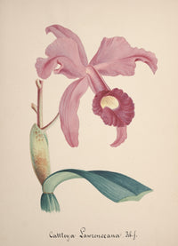 Collection d'Orchide c.1900 Cattleya Lawrenceana Poster Print showcasing vibrant floral beauty.