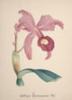 Collection d'Orchide c.1900 Cattleya Lawrenceana Poster Print showcasing vibrant floral beauty.