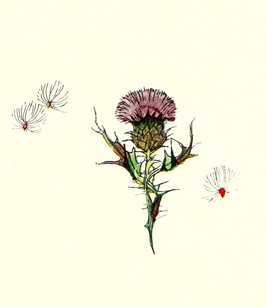 Wild Flower Children c.1918 Thistle Poster by Janet Laura Scott