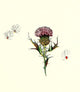 Wild Flower Children c.1918 Thistle Poster by Janet Laura Scott