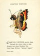 Butterfly Babies 1914 Compton Tortoise Poster Print by M.T. Ross, whimsical artwork featuring butterflies and babies.