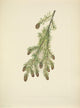 N. American Wild Flowers Western Hemlock Poster Print by Mary V. Walcott