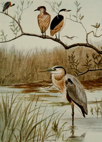 Bird Life 1901 Herons Poster Print by Ernest T. Seton, nature art.