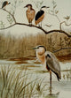 Bird Life 1901 Herons Poster Print by Ernest T. Seton, nature art.