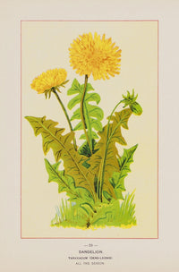 Wild Flowers of America 1894 Dandelion Poster Print showcasing delicate dandelion flowers.