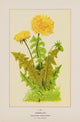 Wild Flowers of America 1894 Dandelion Poster Print showcasing delicate dandelion flowers.