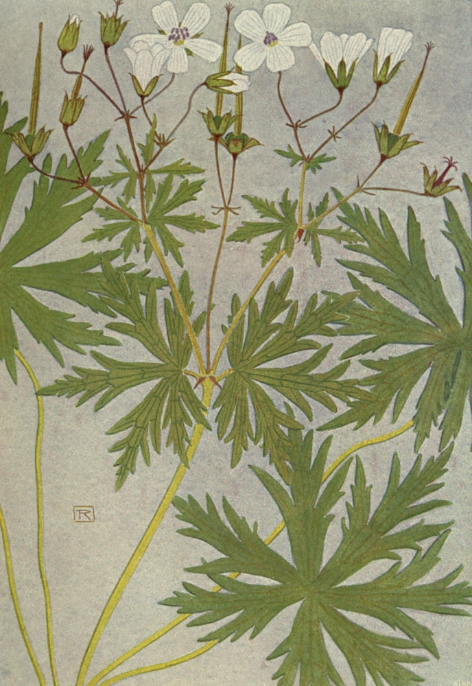 Alpine Flora 1911 Geranium Rivulare Poster Print by Philippe Robert