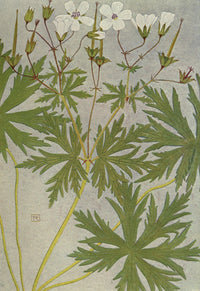 Alpine Flora 1911 Geranium Rivulare Poster Print by Philippe Robert