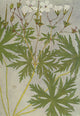 Alpine Flora 1911 Geranium Rivulare Poster Print by Philippe Robert