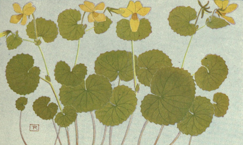 Alpine Flora 1911 Viola Biflora Poster Print by Philippe Robert