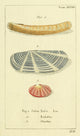 Naturgeschichte des Thierreichs 1780 Shells Solen Poster Print