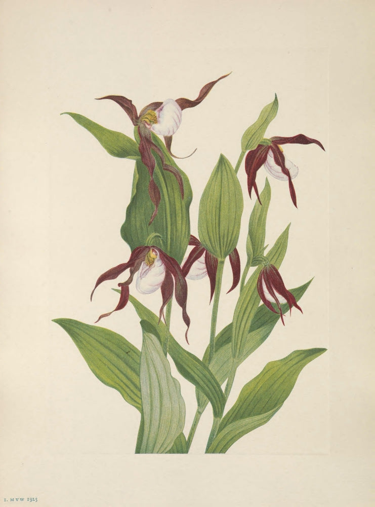 Mountain Lady's Slipper Fine Art Print by Mary V. Walcott, showcasing North American wildflowers.