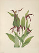 Mountain Lady's Slipper Fine Art Print by Mary V. Walcott, showcasing North American wildflowers.