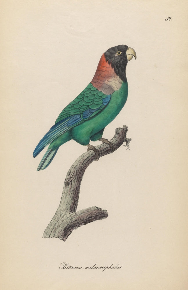 Monographie der Papergeien 1842 Poster Print showcasing vintage art of paper geese.