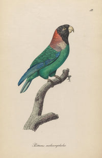 Monographie der Papergeien 1842 Poster Print showcasing vintage art of paper geese.