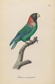 Monographie der Papergeien 1842 Poster Print showcasing vintage art of paper geese.