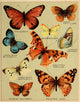 Butterflies of America c.1900 Poster Print showcasing various butterfly species.