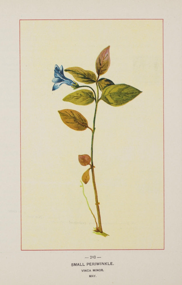 Wild Flowers of America 1894 Small Periwinkle Poster Print showcasing vibrant colors.