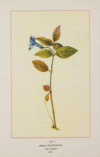Wild Flowers of America 1894 Small Periwinkle Poster Print showcasing vibrant colors.