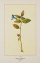 Wild Flowers of America 1894 Small Periwinkle Poster Print showcasing vibrant colors.