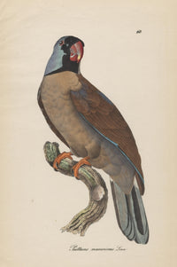 Monographie der Papergeien 1842 Poster Print featuring paper birds illustration.
