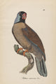 Monographie der Papergeien 1842 Poster Print featuring paper birds illustration.