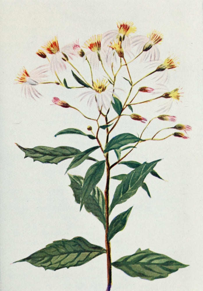 Wild Flowers 1909 Pointed-leaf Aster Poster Print featuring vibrant colors and intricate details.