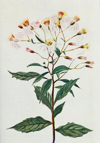 Wild Flowers 1909 Pointed-leaf Aster Poster Print featuring vibrant colors and intricate details.