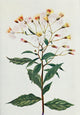 Wild Flowers 1909 Pointed-leaf Aster Poster Print featuring vibrant colors and intricate details.
