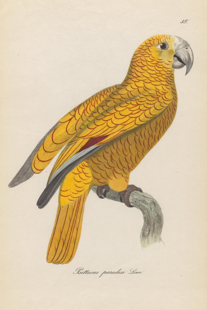 Monographie der Papergeien 1842 Poster Print showcasing colorful bird illustrations.