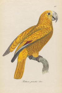 Monographie der Papergeien 1842 Poster Print showcasing colorful bird illustrations.