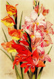 Bulb Gardening 1922 Gladioli Art Print by Maud Astley West, showcasing vibrant gladiolus flowers.