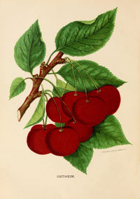 Ostheim Cherries Poster Print from Canadian Horticulturalist 1888-96